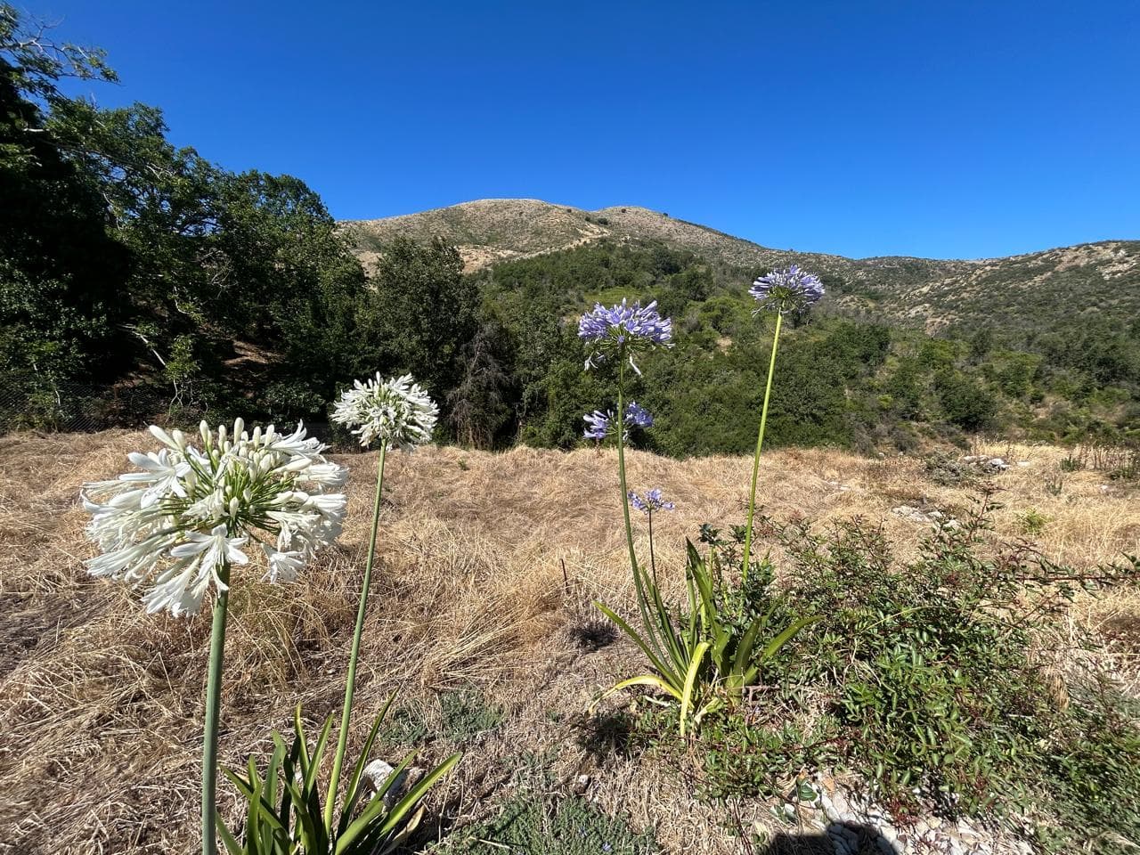 White agapanthus framing the northern-Corfu mountains