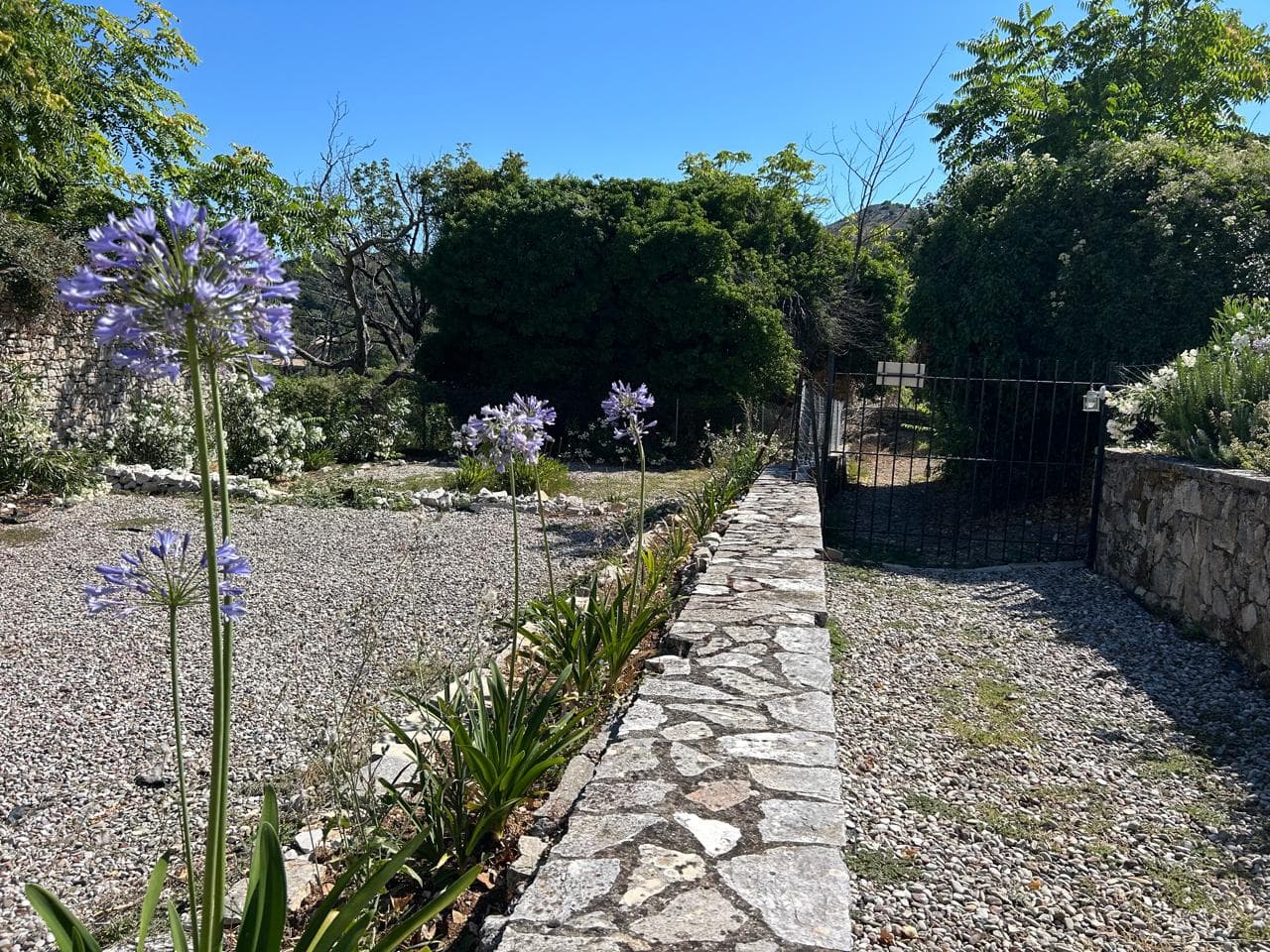 Garden path lined with blooming agapanthus